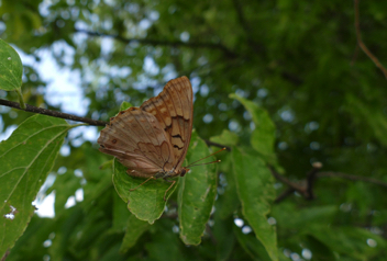 Tawny Emperor